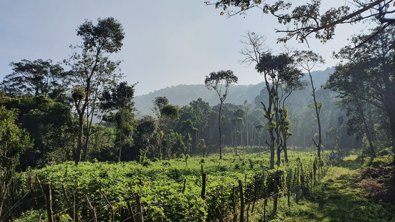 Valley Nature View